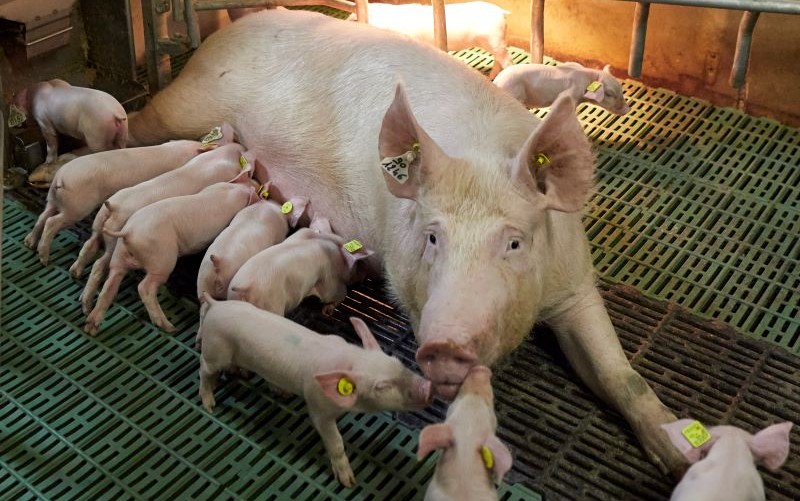 SUIGEN DONOBAN 10 - SỰ LỰA CHỌN HIỆU QUẢ CHO ĐÀN HEO